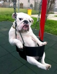 31 Animals Doing Human Things. #12 Is Just Crazy | 동물