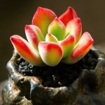 Pin by 엔젤코리아 on 분재 | Succulents, Plants, Rare plants