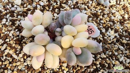 이 식물은 어떠신가요? 엑스플랜트는 한국 최대 식물 쇼핑몰이에요 | 식물, 다육 식물