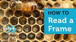 How to Read a Frame When Checking Your Bees | What the Beekeeper Does in 2023 | Bee keeping, Backyard bee, Bee facts