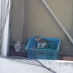 ♡엄마냥이 아가들이 삼형제인줄 알았는데 4형제였구나ㅎㅎㅎ 장로님댁 옥상꼭대기에서 시원한그늘로 아이들을 옮긴거보니 어린엄마냥이도... 