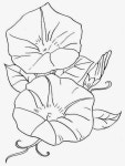Pin de 동은 오 en 펜 드로잉 | Dibujos de flores, Dibujos