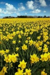 Daffodil에 있는 Heungsin Jung님의 핀(이미지 포함) | 꽃 사진, 야생 꽃, 예쁜 꽃