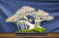 Pin oleh 주규선 di 분재들