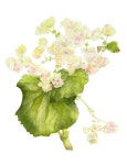 Flower Design- botanical, photo에 있는 Idea Rainbow님의 핀 | 수채화