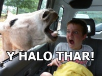 Pin by 김나리 on LOL ♥ | Funny horse memes, Funny horses, Funny horse