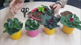 바이올렛(세인트폴리아)의 삽목, 번식, 재배 - 잎자루 꽃이 - 원예사랑 - 2023 | 꽃