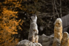 Pixabay의 무료 이미지 - Meerkat, 동물, 자연, 동물원, 작은, 모피, 귀여운 | Animals, Nature, Outdoor waterfalls