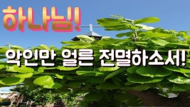 정은이와 거짓공산 셋,둘 ,삼백지금죽이십시오... 거짓과 공산악인 전멸. 아멘!  자유 대한민국만세!!  주여, 거짓과 공산악인 전멸하소서. 하나님!... 