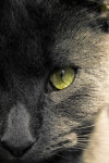 Beautiful closeup of a russian blue #russianblue #catbreed #beautiful #closeup | 고양이
