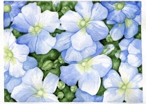 Blue watercolor flowers | 수채화, 꽃