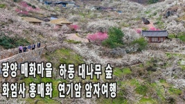 3월! 남도로 떠나는 봄여행!광양매화마을/하동대나무숲/하동송림공원/구례화엄사홍매화/연기암 | 여행지, 여행, 숲