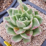 #sp  2016.4.22  #多肉#多肉植物 #succulent#たにく#Echeveria#다육이 #다육#꼬정이네옥상다육#옥상다육#다육식물#다육스타그램... 