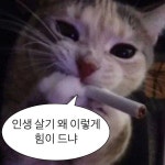 고양이 인생 힘이 든다 - 2022 | 웃긴 밈, 기분 사진, 웃긴 표지판 | 웃긴 표지판, 기분 사진, 웃긴 밈