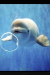 Beluga whale blowing bubble | 범고래, 동물, 아쿠아리움