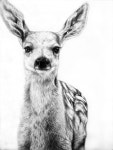 Jaimee Paul : : The Drawing Arm :: Illustration AgencyThe Drawing Arm :: Illustration Agency | 동물 스케치, 동물 그림, 동물