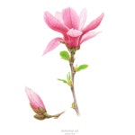 liliflora  #수채화 #보타니컬아트 #색연필 #보태니컬아트... 보태니컬아트레슨 #식물세밀화 #취미미술 #꽃그림 #botanicalart... 