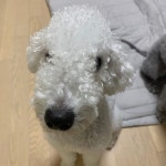점점 닮아지는 코봉이 두마리 - - - -  #오구오구#우래기 #댕댕이그램 #댕댕이 #멍스타그램 #멍멍이 #견스타그램 #강아지 #봉스타그램... 