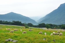 무등산양떼목장2.jpg | 단풍