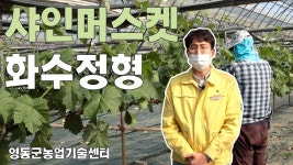 샤인머스켓 화수정형 | 포도