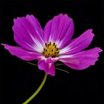 Cosmos bipinnatus | 꽃