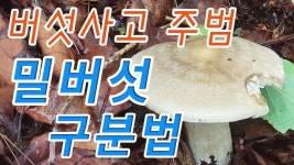 버섯 사고에 주범 밀버섯과 삿갓외대버섯 확실한 구분방법.사고가 많이나는 버섯입니다. - YouTube | 버섯, 약초, 건강