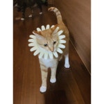 나는 고양이가 아니다 나는 사자다옹🦁 | Instagram posts, Lion sculpture, Instagram