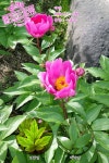 ▶개화주의보(067) 작약 → http://fb.com/blooming.news/photos/1721668718113968 | 모란, 꽃, 작약