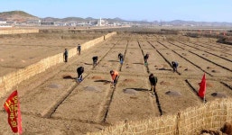 개성시 룡산협동농장에서 벼모판씨뿌리기 | 北朝鮮, 強制収容所