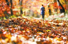 경북 봉화 백천계곡 Bonghwa, Korea | 여행, 단풍