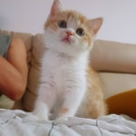 #제리 #제리일기 #냥스타그램 #브리티쉬숏헤어 #고양이그램 #고양이 #jerry #catstagram  _20190810제리일기 제리야 뭘 보고있는거야?... 