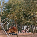 #camping #tree #캠핑 #용지호수 #flowers #창원  Camping . . . #camping #tree #캠핑 #용지호수 #flowers #창원 | House styles... 
