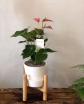 #안스리움 #승진화분 : :  #saintjane#saintjaneflower#interior#flower#ootd#wedding#bouquet#propose#lesson #세인트제인... 