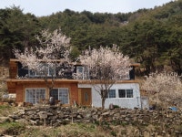 매화꽃 만개한 봉화집 | 일상 생활