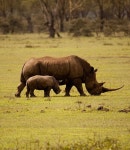 Byungsoo Chae님의 Animal | 동물, 코뿔소