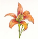 Found on Google from pinterest.com | 색연필