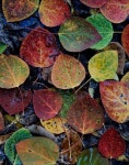 aspen leaves.  #nature | 식물 그림, 나뭇잎, 가을 사진