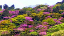 리틀엔젤스 - 고향의 봄 The Little Angels Choir - Springtime In Hometown | 꽃 나무, 복숭아 꽃, 그림