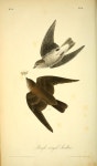 Northern rough-winged swallow, The Birds of America Vol I, John Audubon & John Bowen, 1840. | 동물