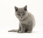 Sheila (or her twin sister Regina!). Female, 13 weeks old, blue British Shorthair kitten. (Cattery Kenobi) | 고양이
