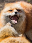 Red Foxes photo by Takuya.S jp on 500px(이미지 포함) | 여우