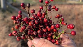 약초에 있는 íí¸ ê°님의 핀 | 약초, 배우기