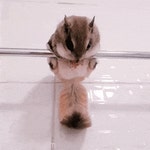 오늘의유머 - 한번쯤 볼만한 동물 움짤들.gif(데이터주의) 한번쯤 볼만한 동물 움짤들.gif(데이터주의)