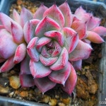 핑크스텔라0106(E. Stella) - 다육식물(Succulents) - 2023 | 다육 식물