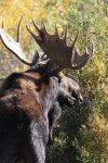 Moose on the Gros Ventre river ..Teton National Park ...Please feel free to share .. Yellowstone Country Photography | 엘크, 사슴