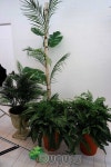 artificial landscape 실내조경 , 인조실내조경 , artificial  indoor landscape , planterior - 2020