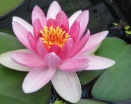주식회사 로토스컴퍼니(Lotos Company) | Pin di 지안 Roh su 연꽃-LOTUS-reality~ | Bellissimi fiori, Fiori, Fiore di loto