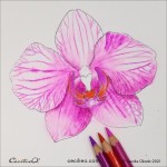 Create Art With Watercolor Pencils: Orchid Tutorial | Orchid drawing, Flower drawing tutorials, Flower drawing