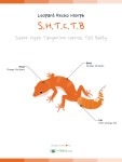 Leopard Gecko Morph: Super Hypo Tangerine Carrot Tail Baldy | 공부