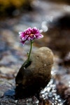 {title}(이미지 포함) | 희귀한 꽃, 자주색 꽃, 야생 꽃